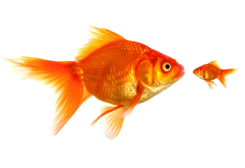 practice on micro Micromanagement: everyone knows the term here’s one big, yet simple reason that micromanagement is something you should never practice. practice on micro Micromanagement: everyone knows the term here’s one big, yet simple reason that micromanagement is something you should never practice.
